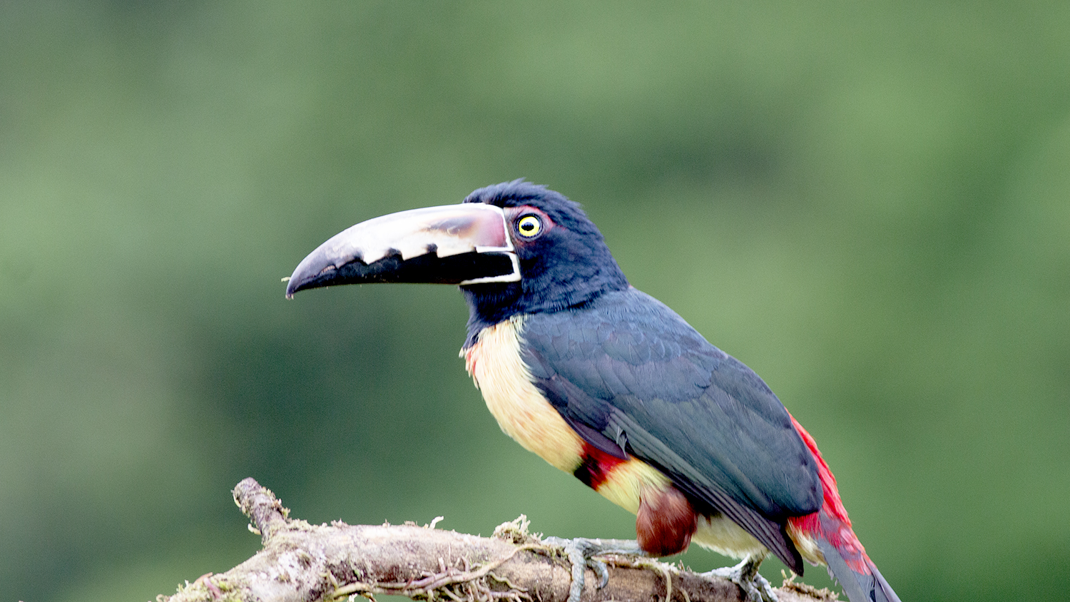 Collared Aracari — Ana fotoğraf